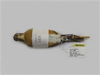 藏品(赤腹鶇)的圖片